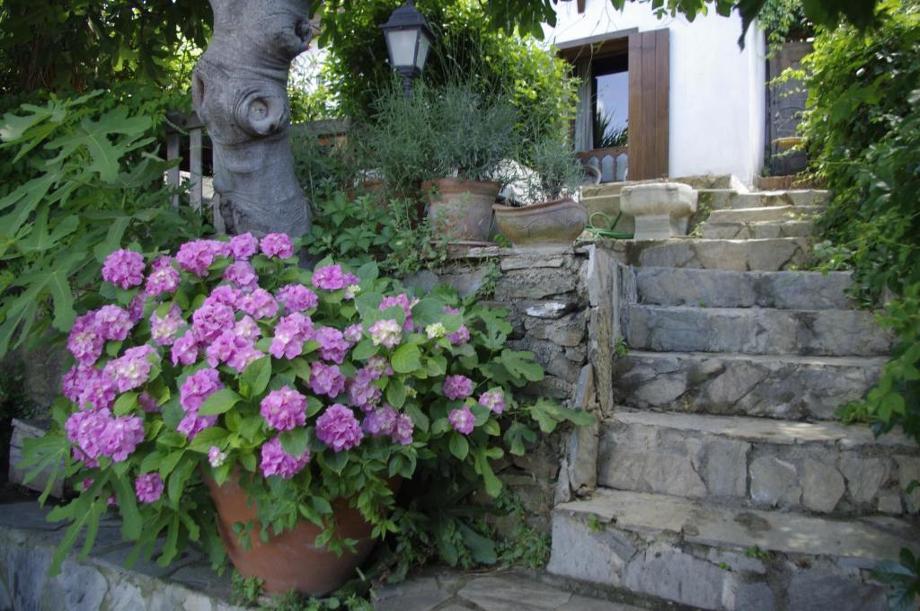 Terrace Houses Sirince Selçuk Værelse billede
